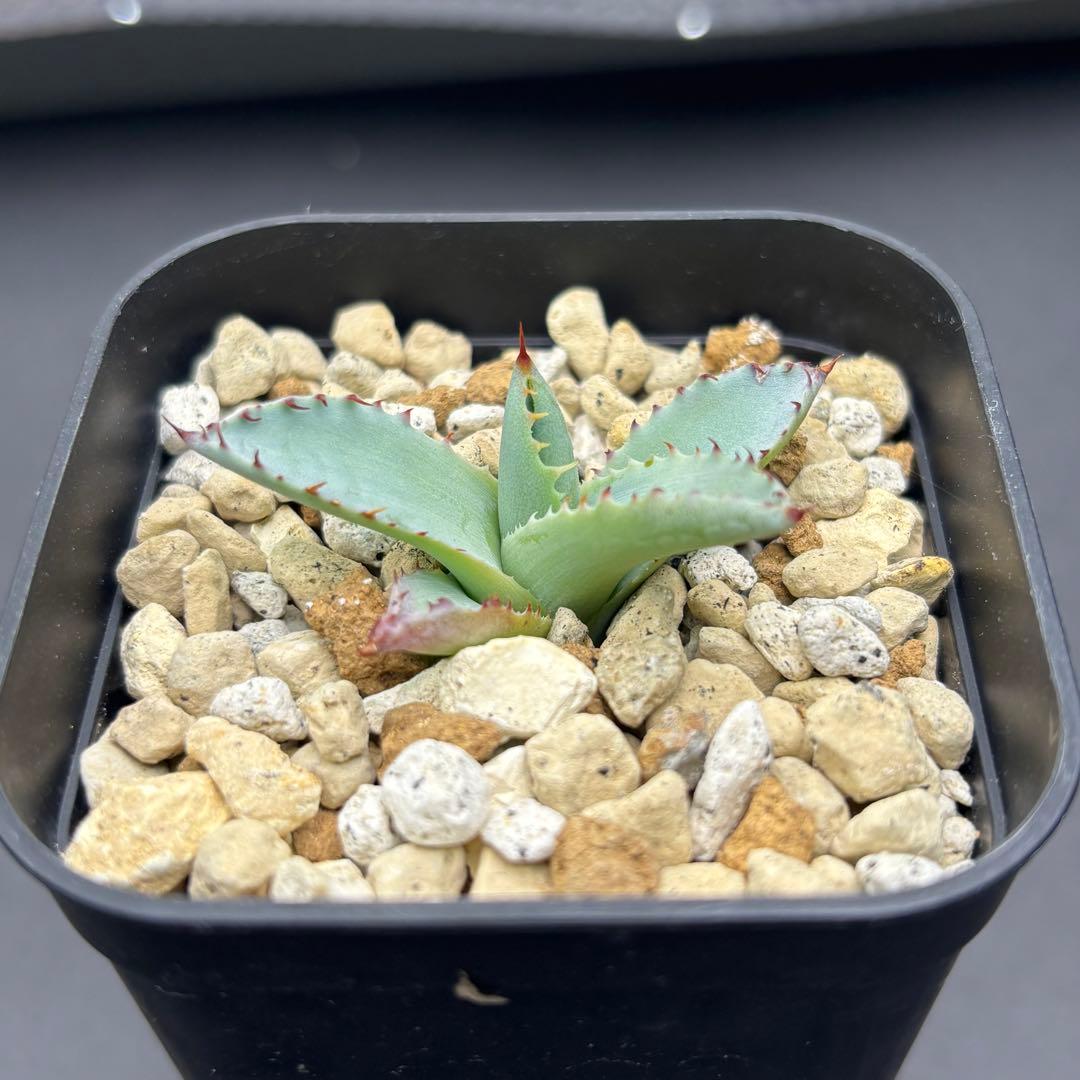 アガベ ハイブリッド 激怒甲蟹×屈原の舞扇 子株