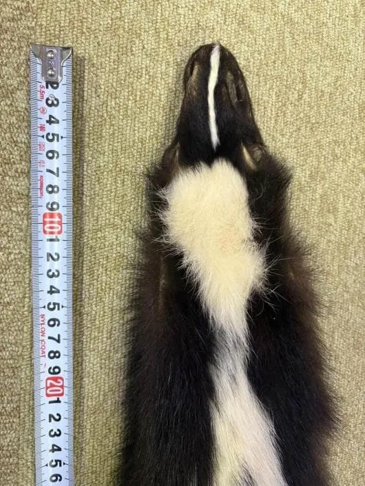 シマスカンクの毛皮　１点もの