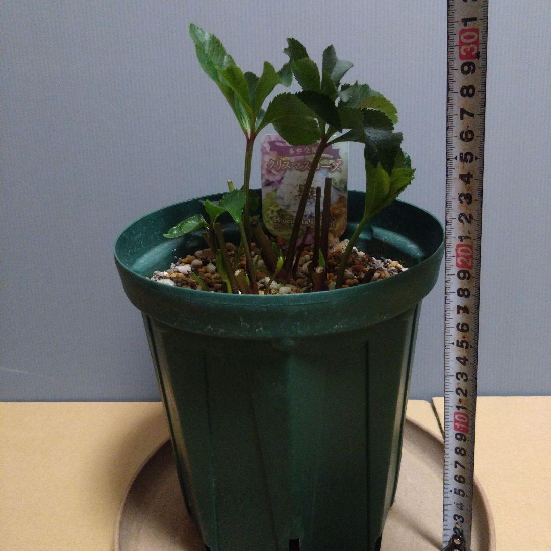 クリスマスローズ　多弁系ホワイトdd　来年用