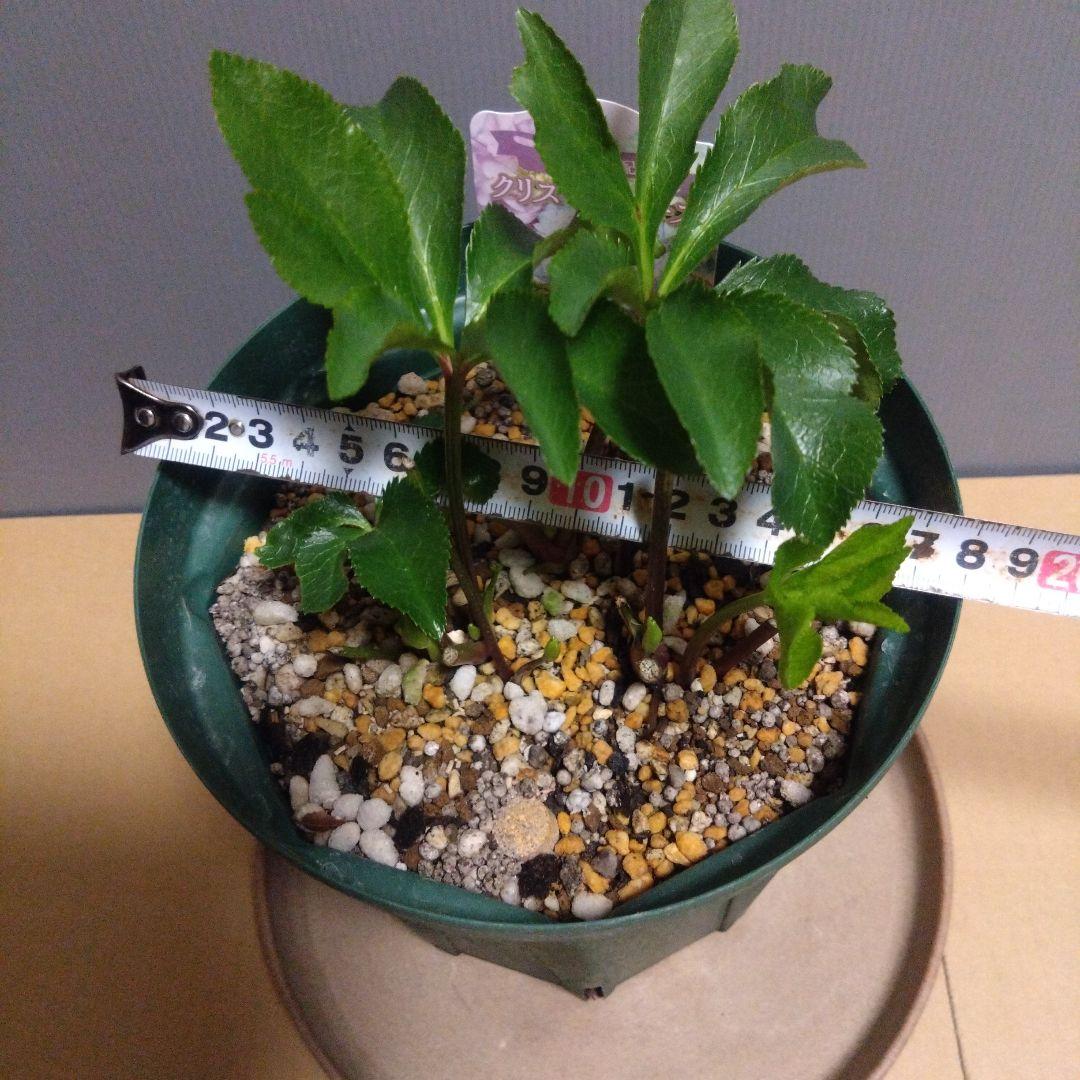 クリスマスローズ　多弁系ホワイトdd　来年用