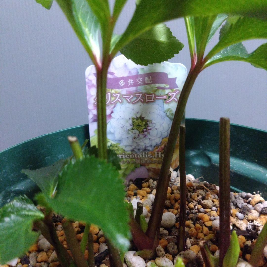 クリスマスローズ　多弁系ホワイトdd　来年用