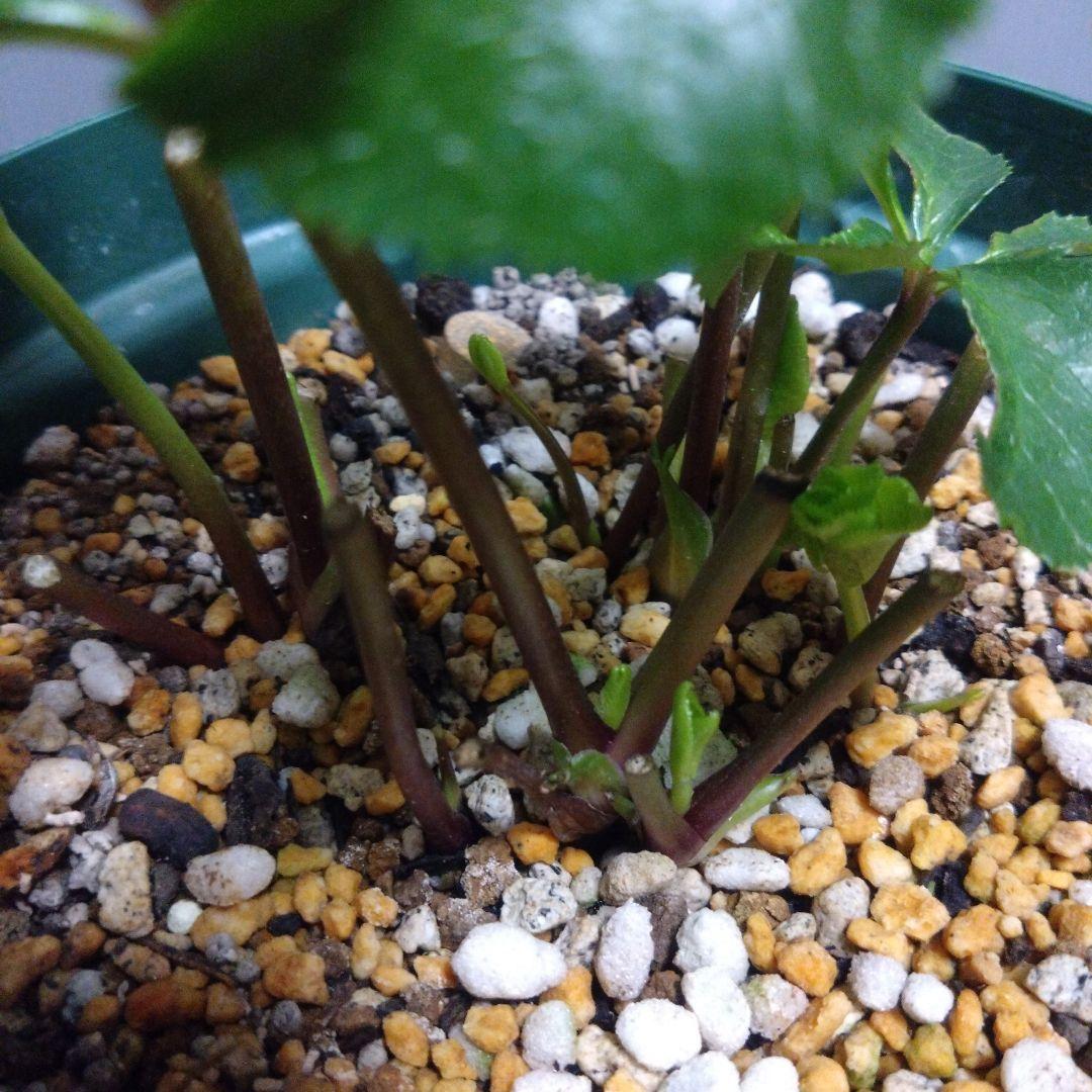 クリスマスローズ　多弁系ホワイトdd　来年用