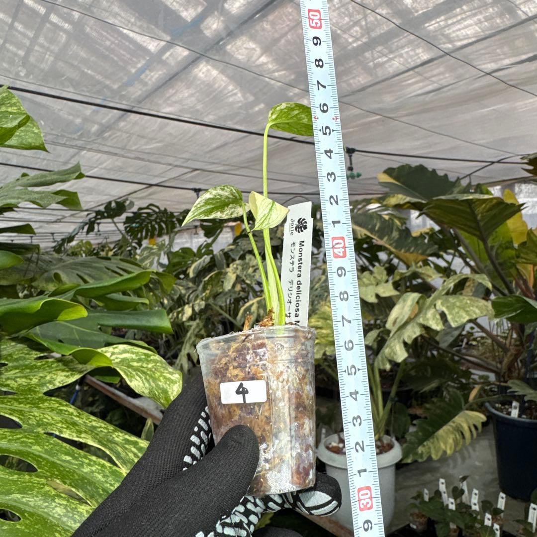 4モンステラ　デリシオーサ　ミント斑入り　2寸ポリポット　ネコポス発送