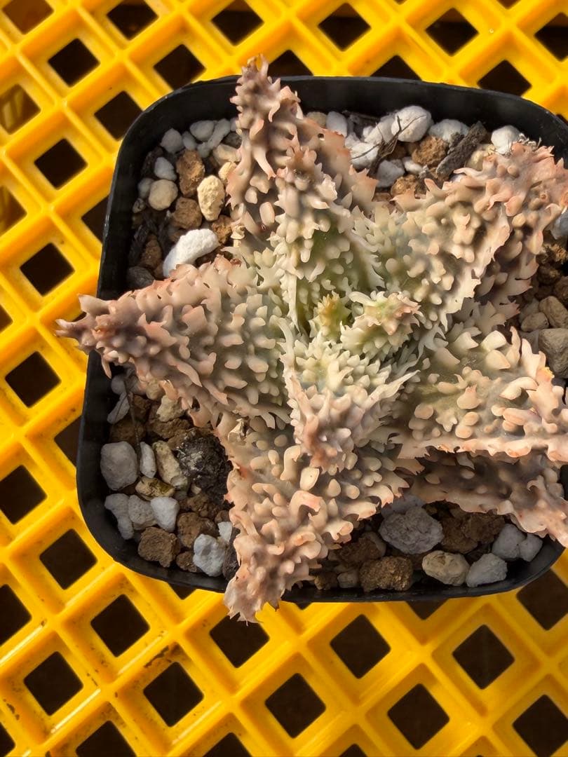 アロエ　ハイブリッド　Aloe hybrid 第四種　Fe−1