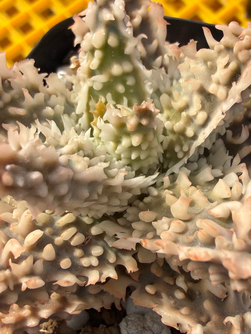 アロエ　ハイブリッド　Aloe hybrid 第四種　Fe−1