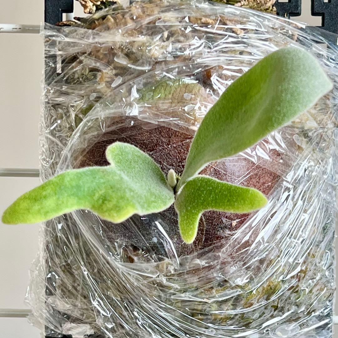 OC子株 platycerium elsaエルサ23pupビカクシダコウモリラン