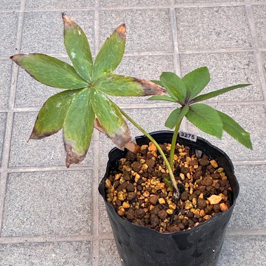 の*ん様 ☘️ラスト2☘️❤️根充実❤️新葉❤️3275⭐️超小輪⭐️ライムクリ