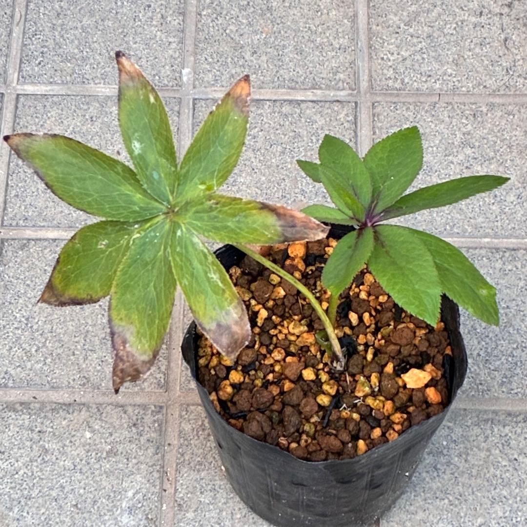 の*ん様 ☘️ラスト2☘️❤️根充実❤️新葉❤️3275⭐️超小輪⭐️ライムクリ