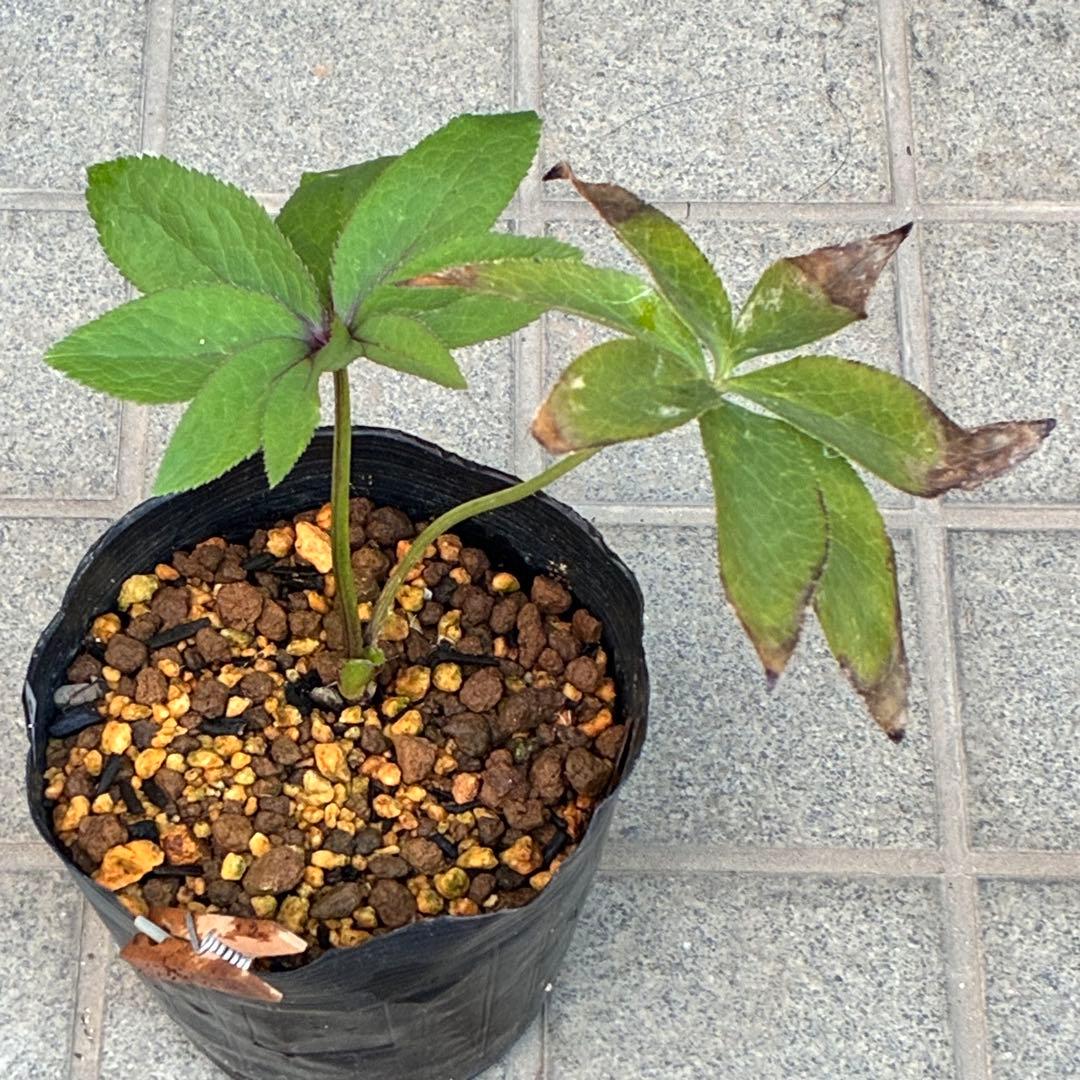 の*ん様 ☘️ラスト2☘️❤️根充実❤️新葉❤️3275⭐️超小輪⭐️ライムクリ