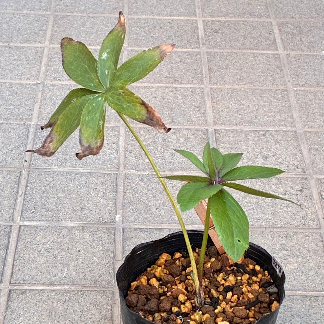 の*ん様 ☘️ラスト2☘️❤️根充実❤️新葉❤️3275⭐️超小輪⭐️ライムクリ