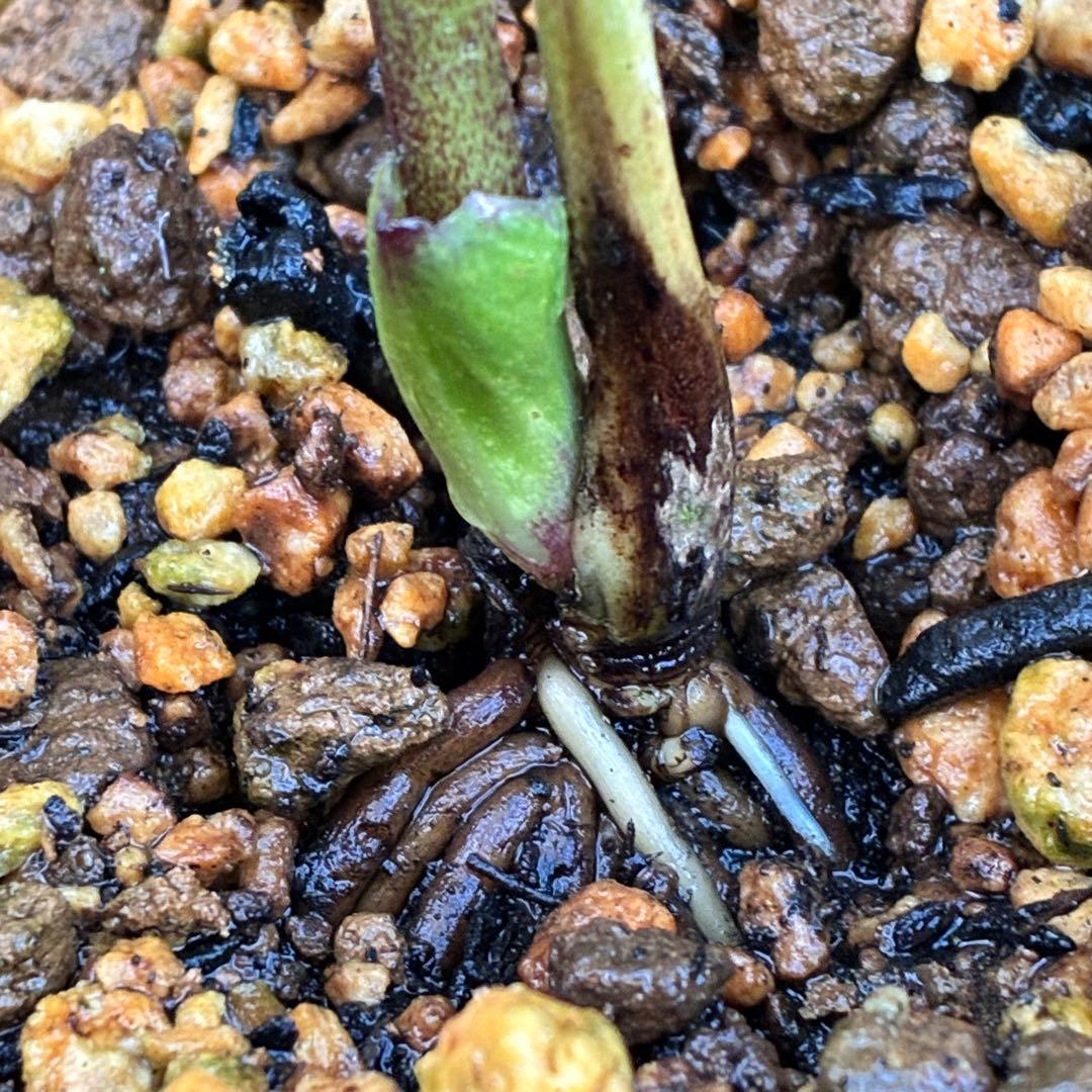 の*ん様 ☘️ラスト2☘️❤️根充実❤️新葉❤️3275⭐️超小輪⭐️ライムクリ