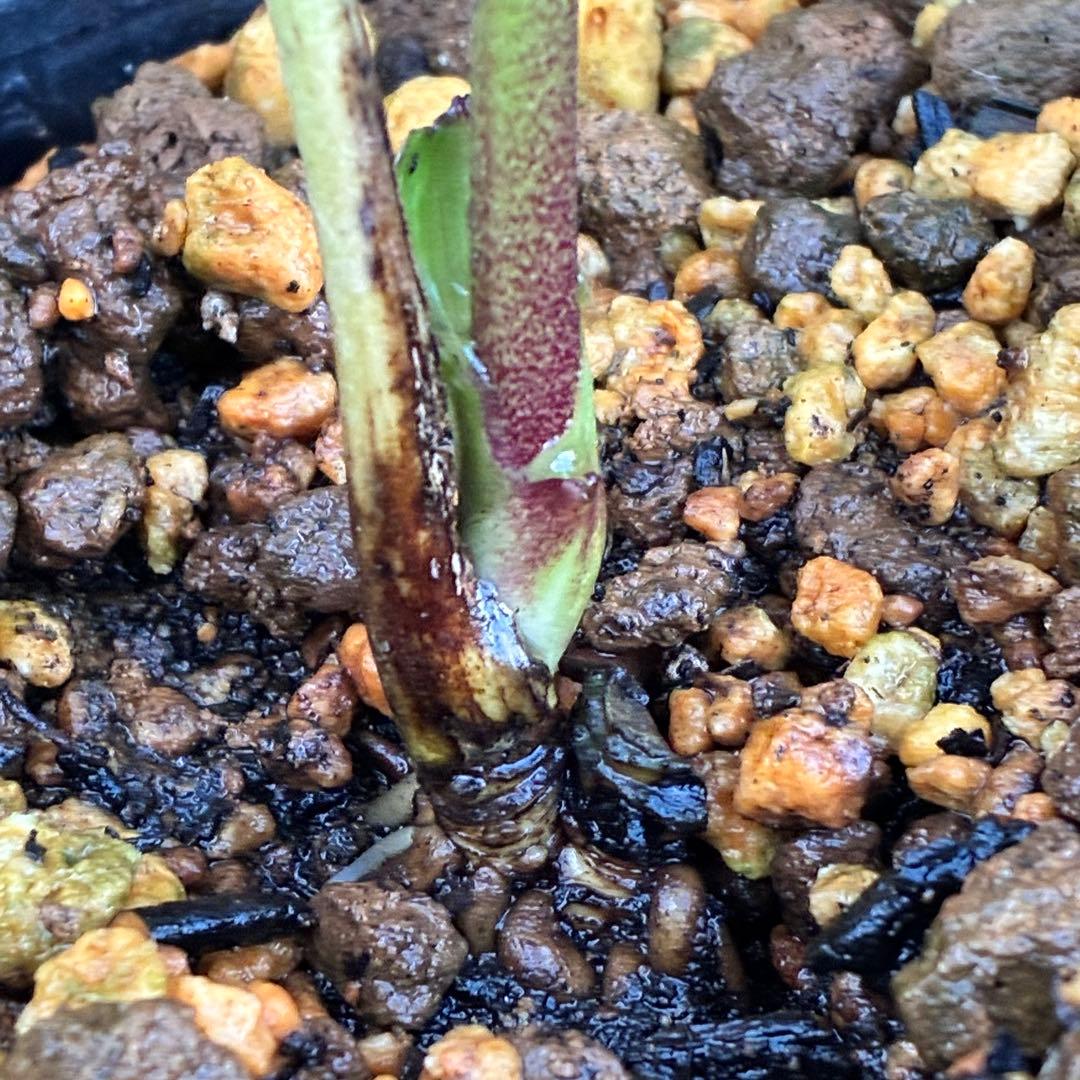 の*ん様 ☘️ラスト2☘️❤️根充実❤️新葉❤️3275⭐️超小輪⭐️ライムクリ