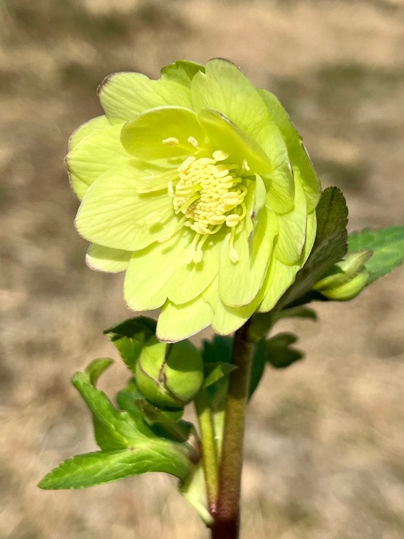 の*ん様 ☘️ラスト2☘️❤️根充実❤️新葉❤️3275⭐️超小輪⭐️ライムクリ