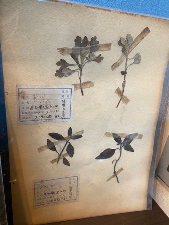 昭和4年　95年前の押し葉　A4サイズ　アンティーク