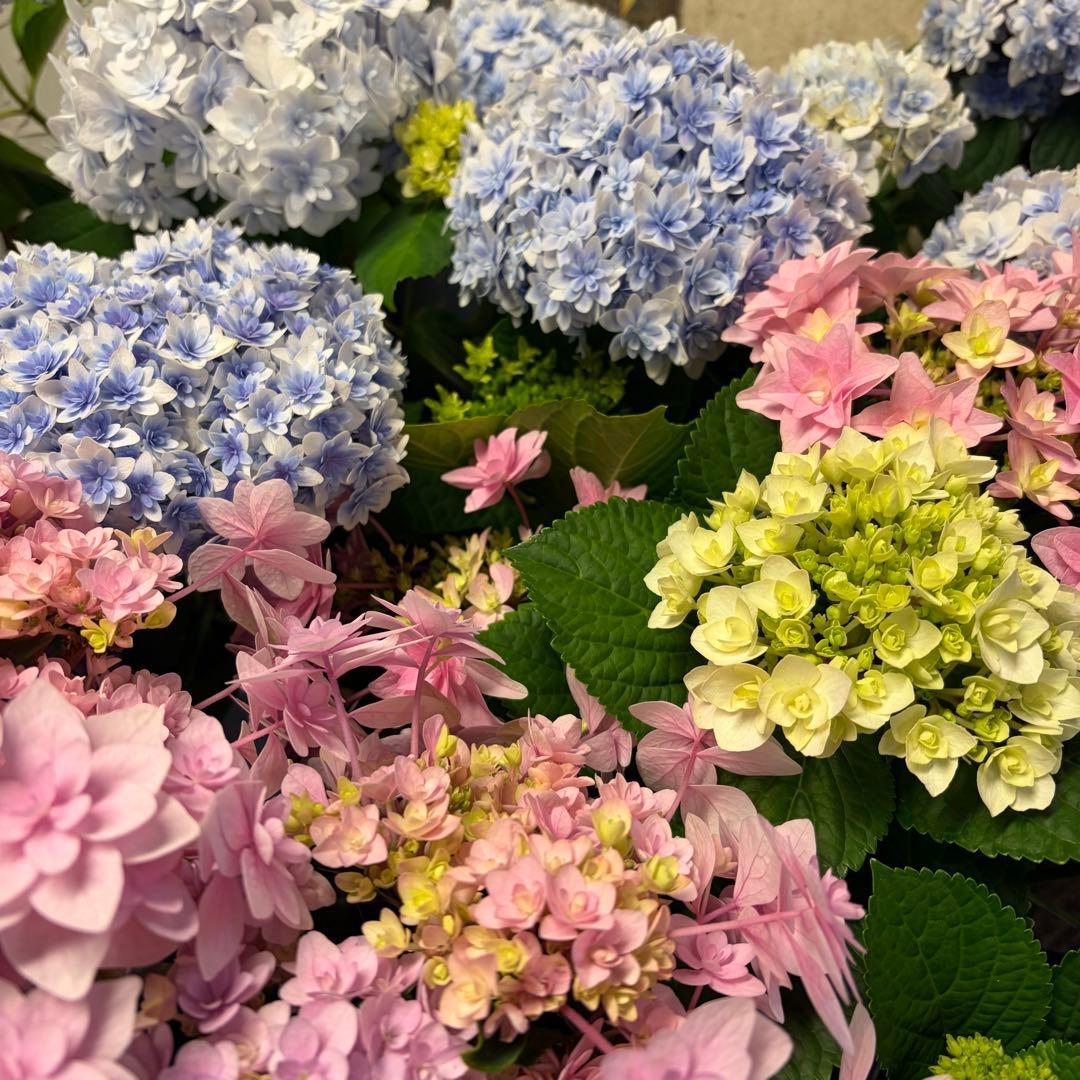 アジサイ　5寸3種4鉢 紫陽花