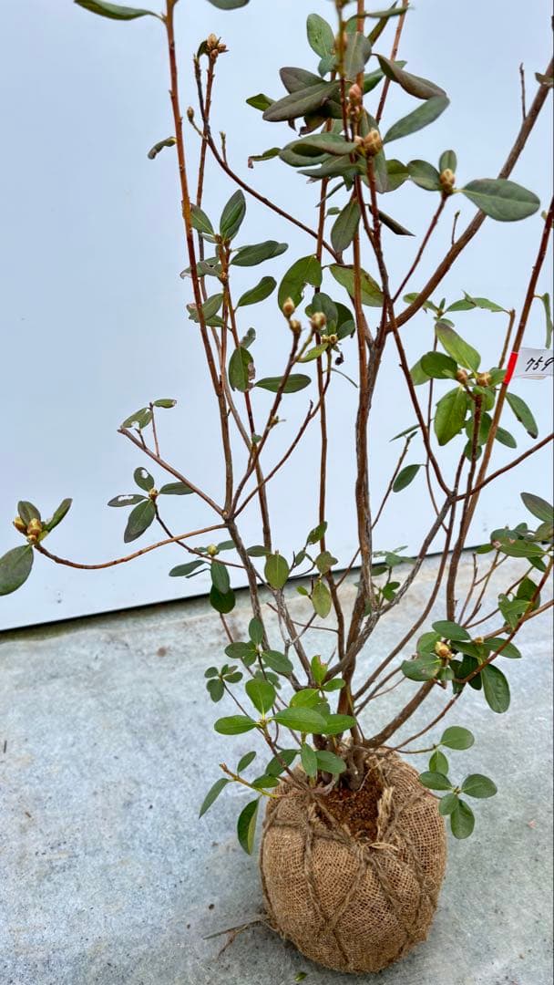 希少品種 良形の極上株 ツツジ フジムスメ 759 樹高80cm位