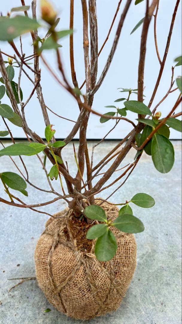 希少品種 良形の極上株 ツツジ フジムスメ 759 樹高80cm位