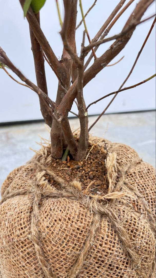 希少品種 良形の極上株 ツツジ フジムスメ 759 樹高80cm位