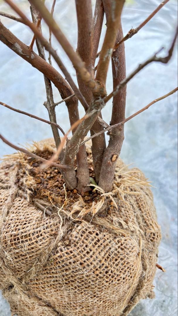 希少品種 良形の極上株 ツツジ フジムスメ 759 樹高80cm位