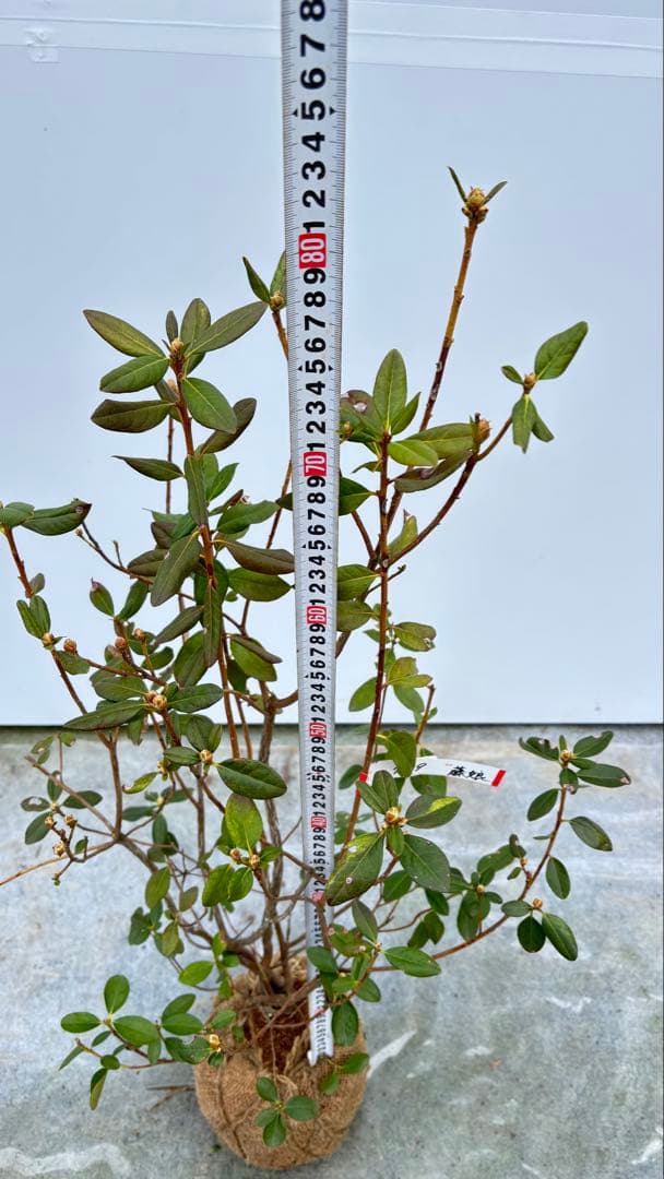 希少品種 良形の極上株 ツツジ フジムスメ 759 樹高80cm位