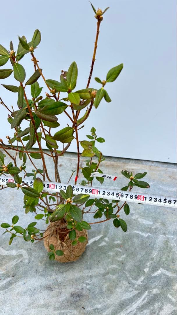 希少品種 良形の極上株 ツツジ フジムスメ 759 樹高80cm位