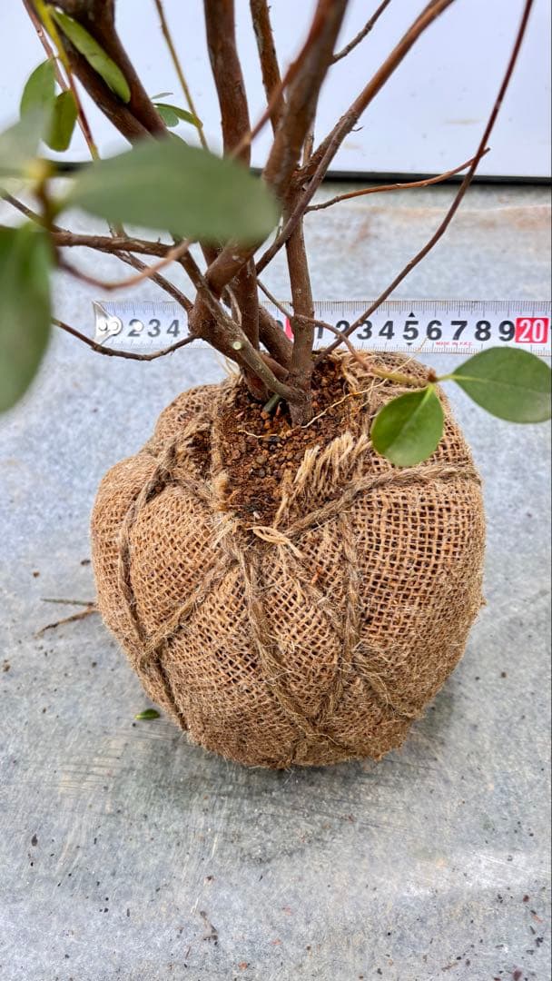 希少品種 良形の極上株 ツツジ フジムスメ 759 樹高80cm位