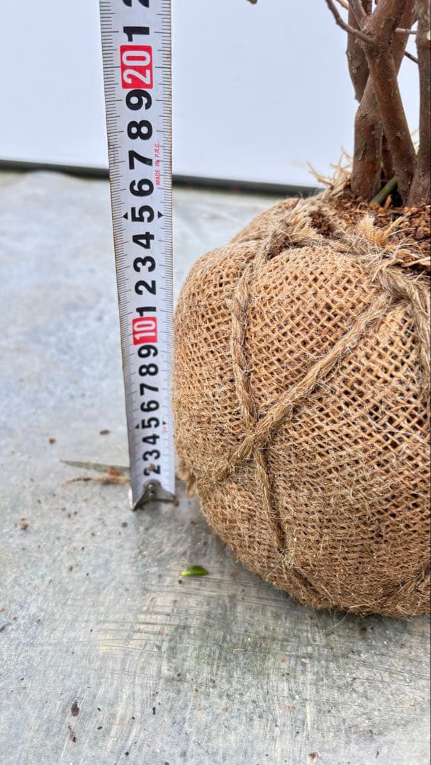 希少品種 良形の極上株 ツツジ フジムスメ 759 樹高80cm位