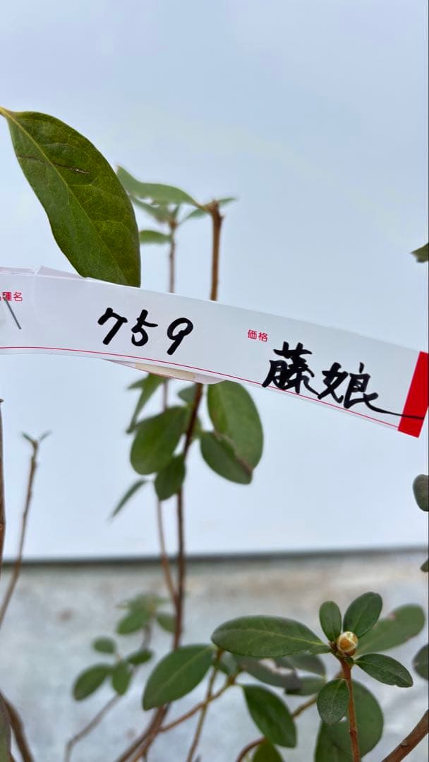 希少品種 良形の極上株 ツツジ フジムスメ 759 樹高80cm位