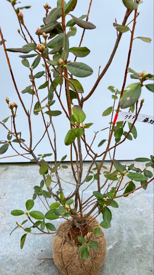 希少品種 良形の極上株 ツツジ フジムスメ 759 樹高80cm位