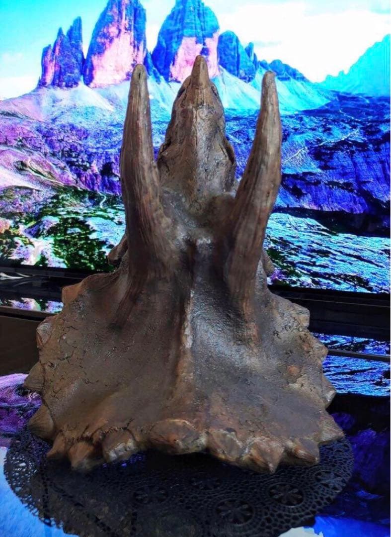 ✨大迫力✨ トリケラトプス　恐竜の化石 レプリカ ジュラシックワールド