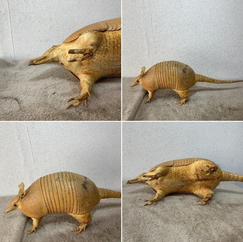 希少！　アルマジロ　剥製　　希少動物　珍品　XZ4035