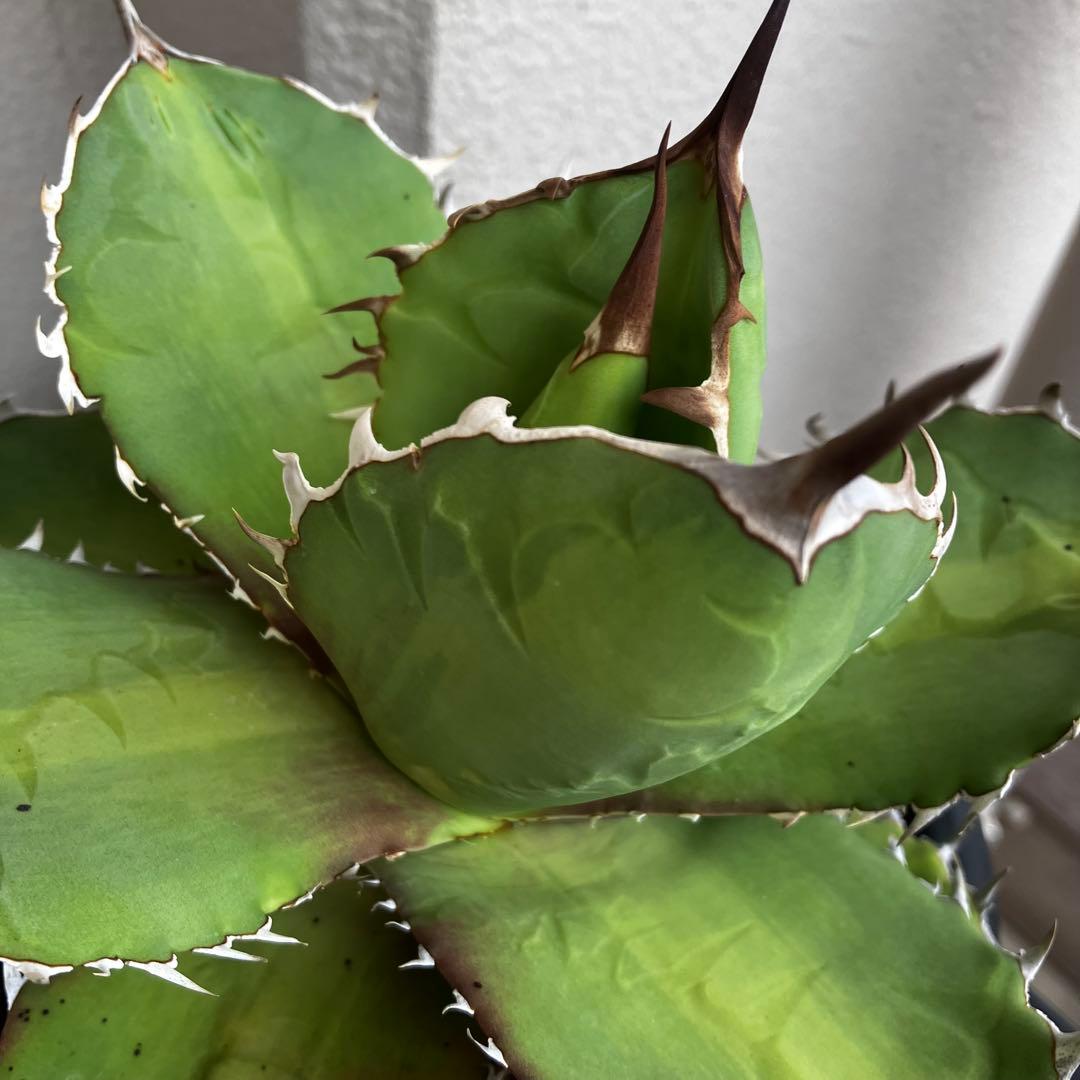 大株EU由来/実生/titanotaチタノタ/丸葉短葉/20cmオーバー