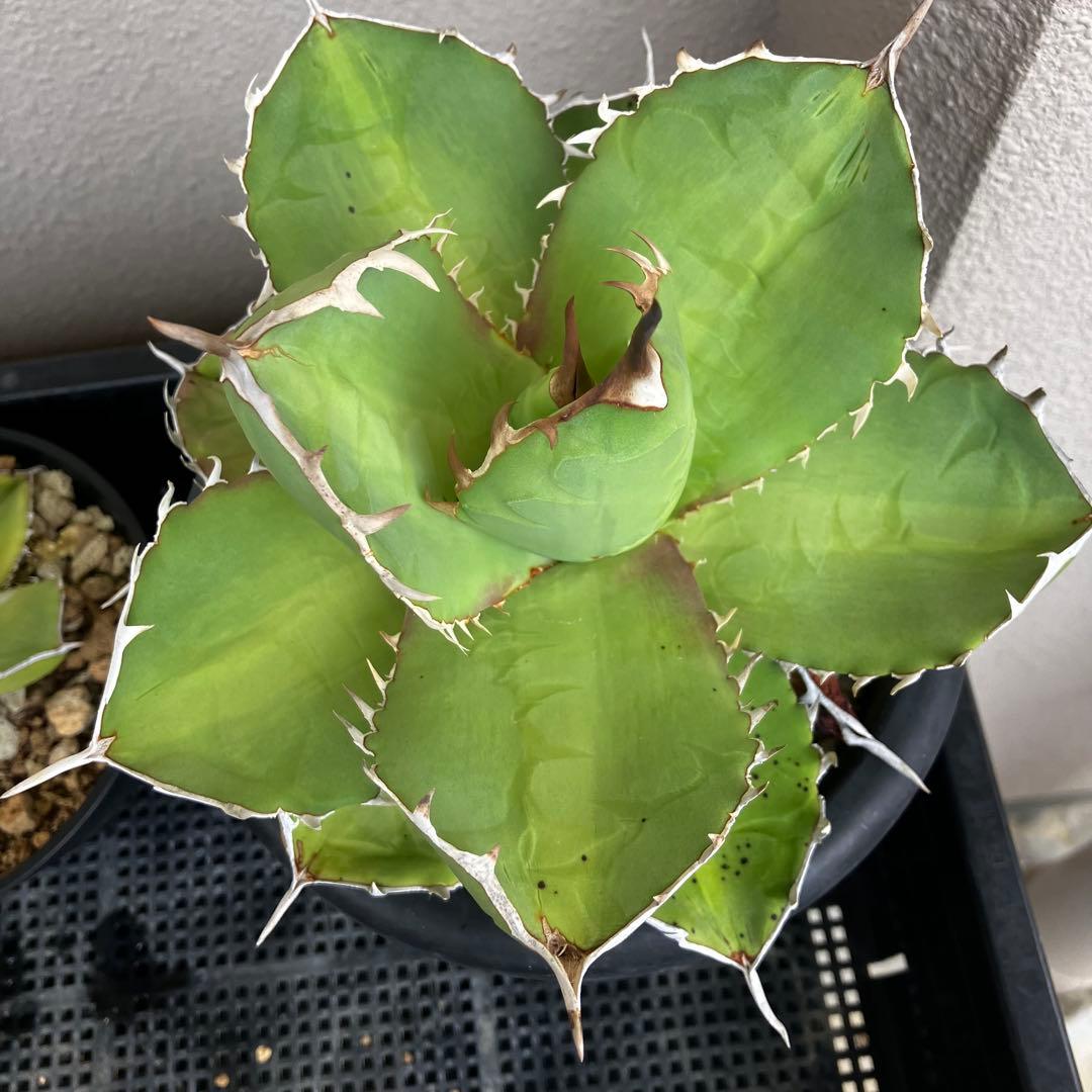 大株EU由来/実生/titanotaチタノタ/丸葉短葉/20cmオーバー