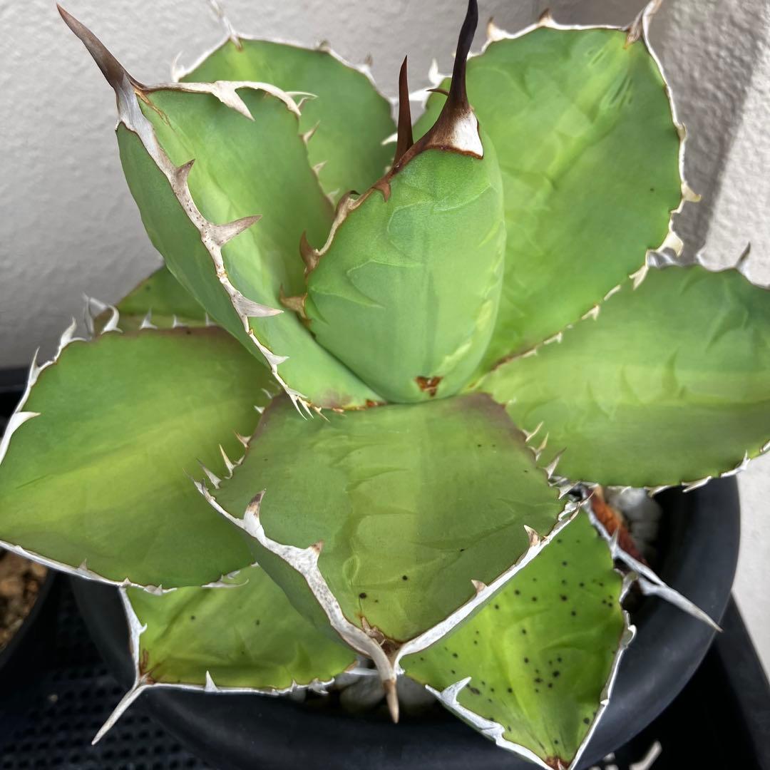 大株EU由来/実生/titanotaチタノタ/丸葉短葉/20cmオーバー