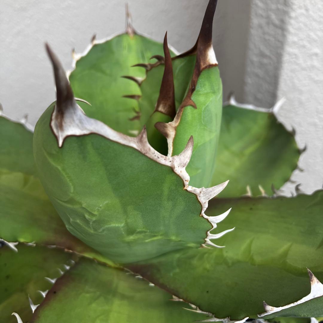 大株EU由来/実生/titanotaチタノタ/丸葉短葉/20cmオーバー