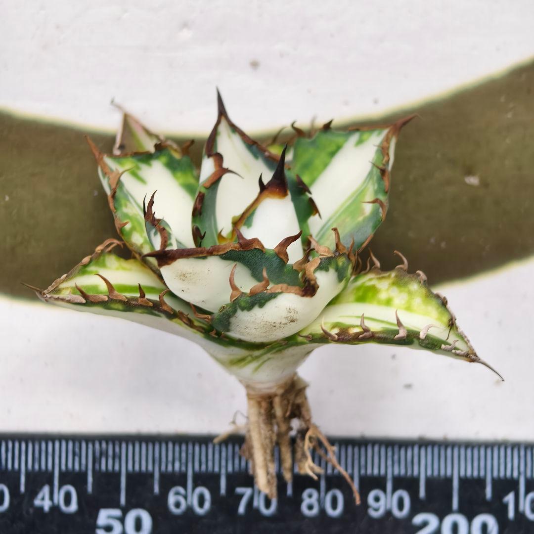 572【上澳園芸】アガベ チタノタ 太陽神錦 白中斑