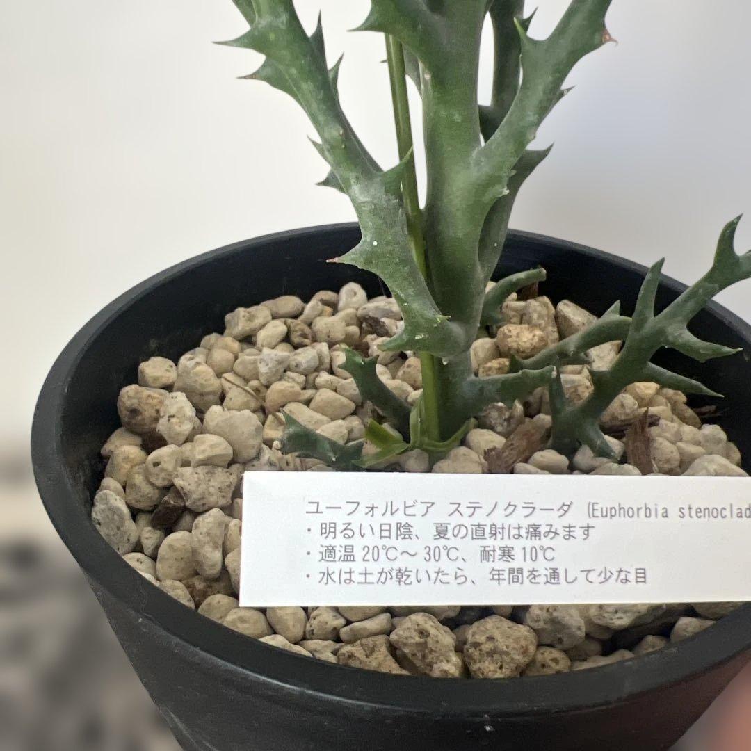 ユーフォルビア　ステノクラーダ Ａ