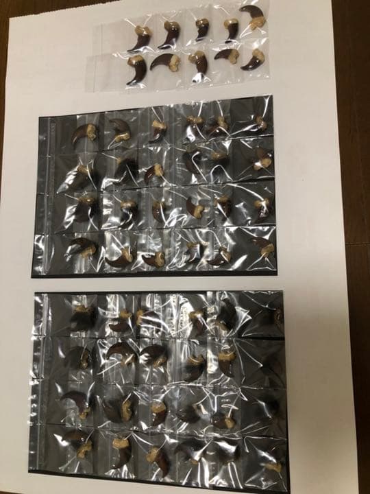 天然ツキノワグマの爪50本セット、一点一点磨き上げ樹脂コーティングしてあります。