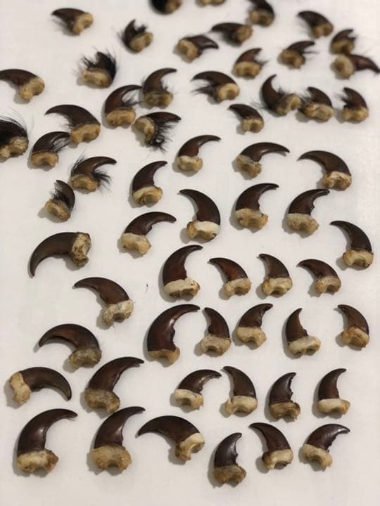 天然ツキノワグマの爪50本セット、一点一点磨き上げ樹脂コーティングしてあります。