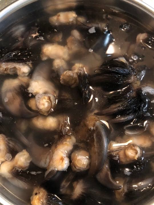 天然ツキノワグマの爪50本セット、一点一点磨き上げ樹脂コーティングしてあります。