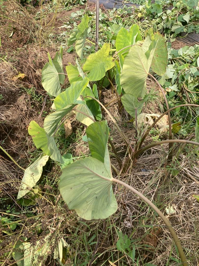海老芋　種芋　2kg ➕　里芋　種芋　2kg 農薬不使用