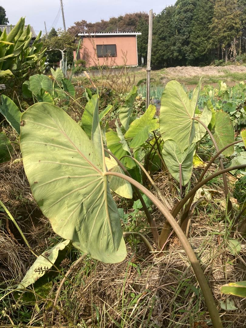 海老芋　種芋　2kg ➕　里芋　種芋　2kg 農薬不使用