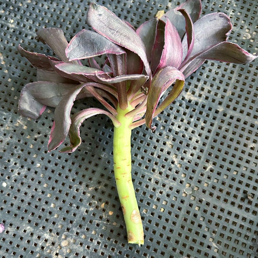 ばぁばの多肉専用出品‼️アエオニウム　カット苗セット