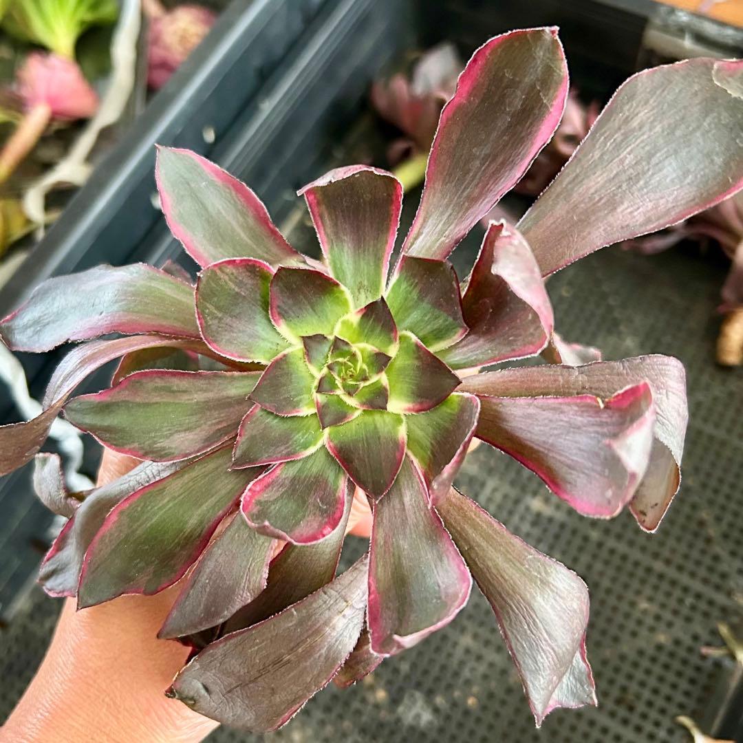 ばぁばの多肉専用出品‼️アエオニウム　カット苗セット