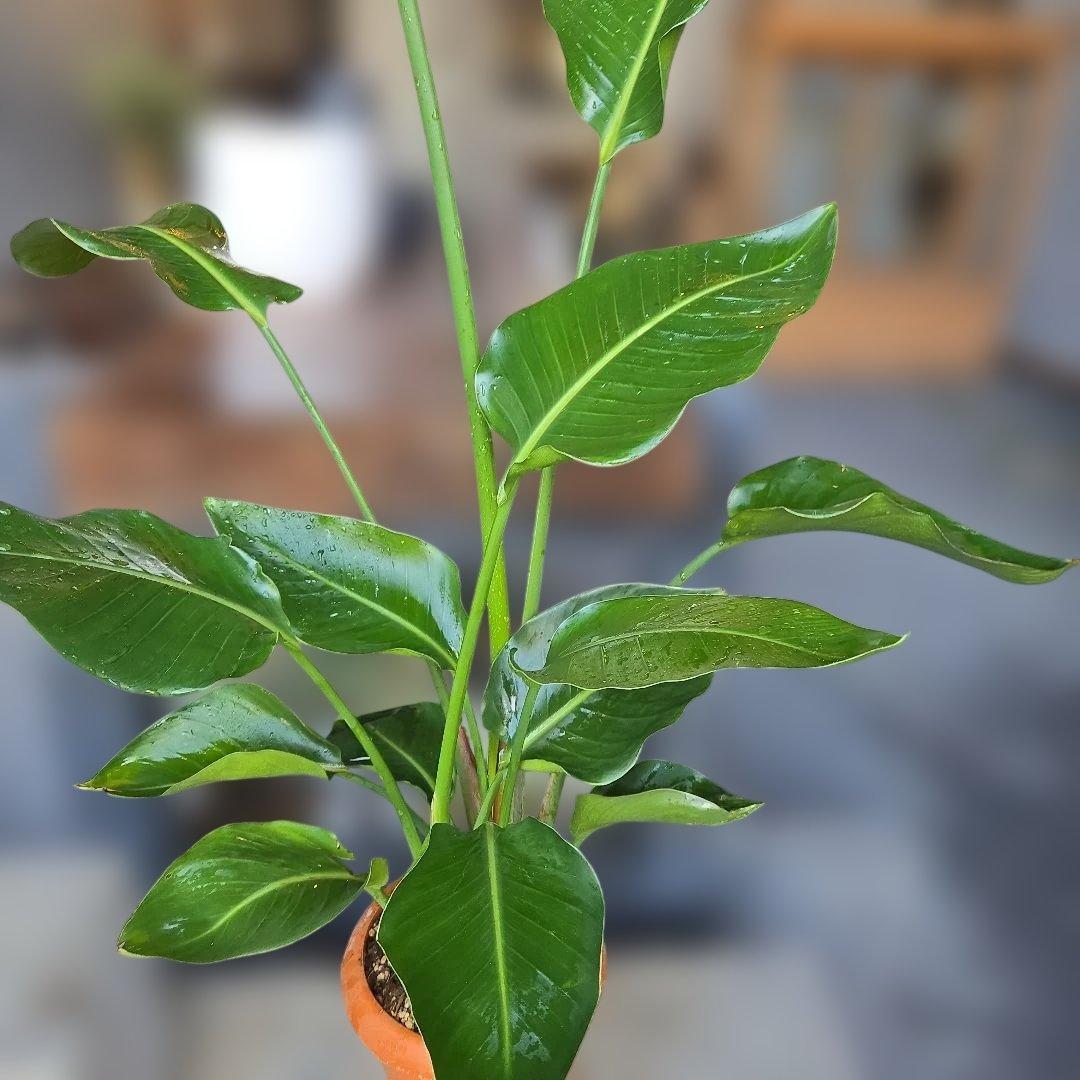 ⑩　ストレリチアオーガスタ　8号　３株植え　特大苗木最高等級極上品‼️