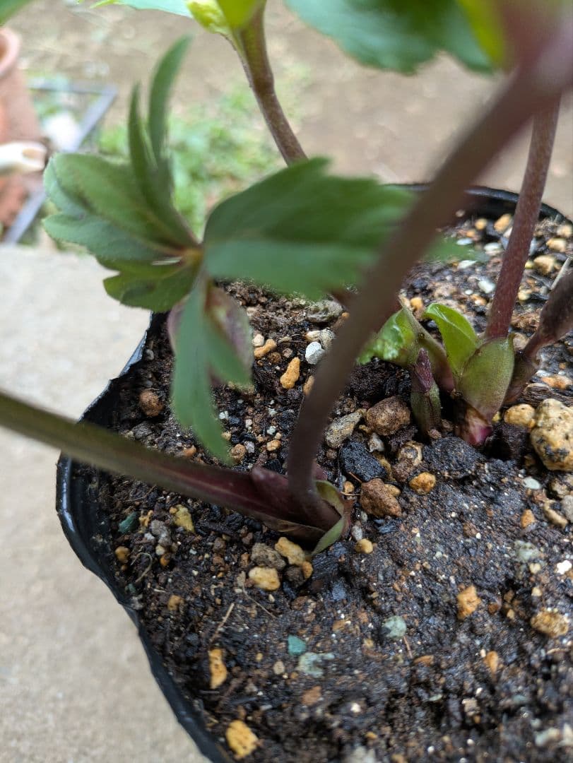 クリスマスローズ　ダブル　アンティークカラー　株分け苗 〈大和園〉