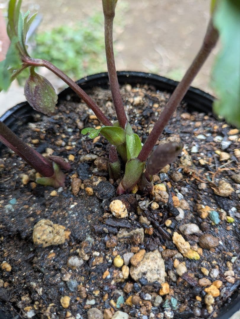 クリスマスローズ　ダブル　アンティークカラー　株分け苗 〈大和園〉