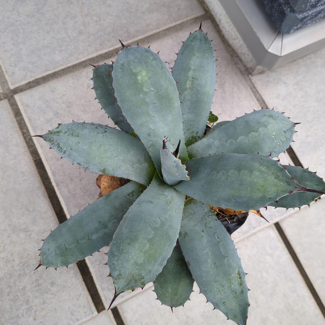 アガベ 吉祥天　パリー　大株　ドライガーデン　チタノタ