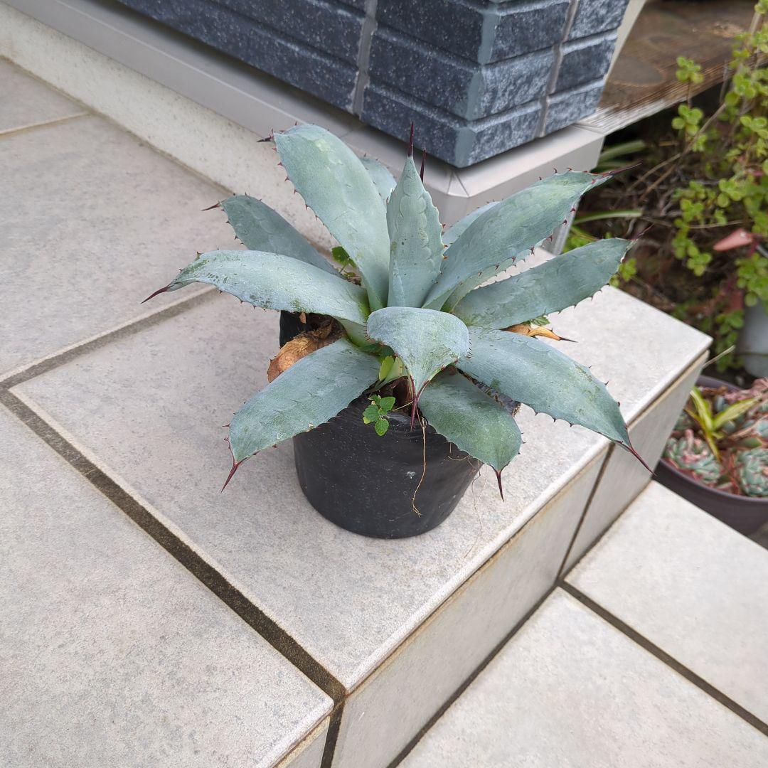 アガベ 吉祥天　パリー　大株　ドライガーデン　チタノタ