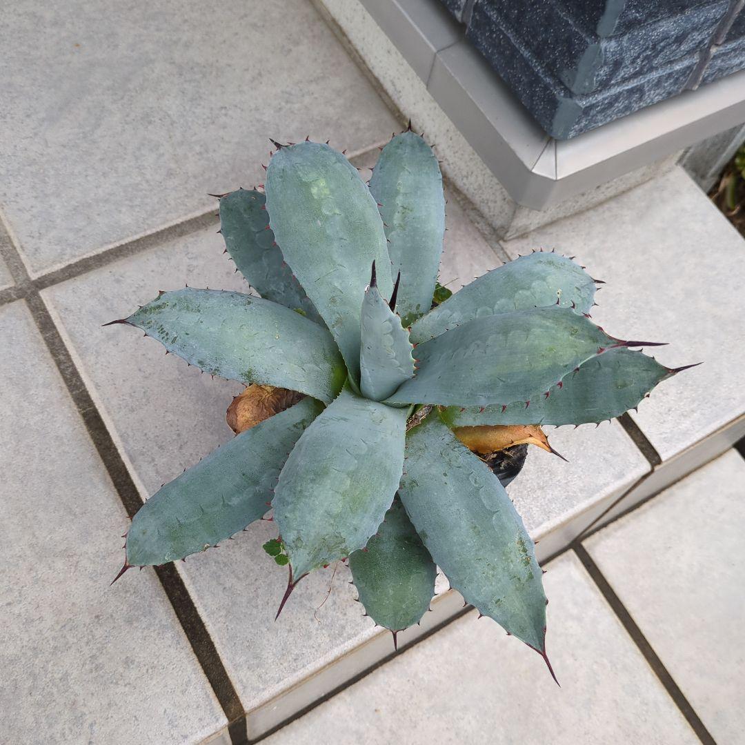 アガベ 吉祥天　パリー　大株　ドライガーデン　チタノタ